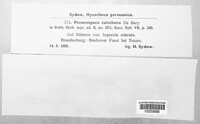 Peronospora calotheca image